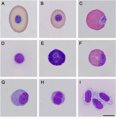 Hematological and blood chemistry parameters of a Podocnemis vogli and P. unifilis captive population in Colombia